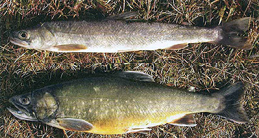 Record photograph for Salvelinus murta